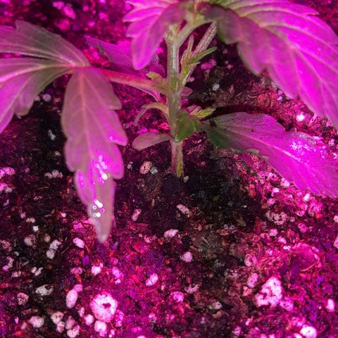 Foto del growlog de Og kushes: Og 3