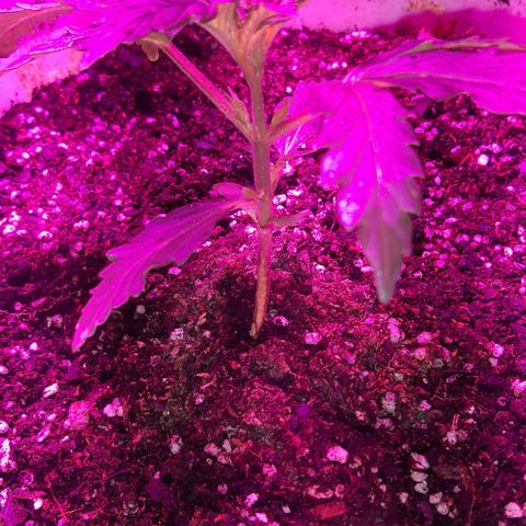 Foto del growlog de Og kushes: Og 4