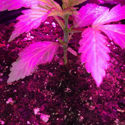 Foto del growlog de Og kushes: Og 5