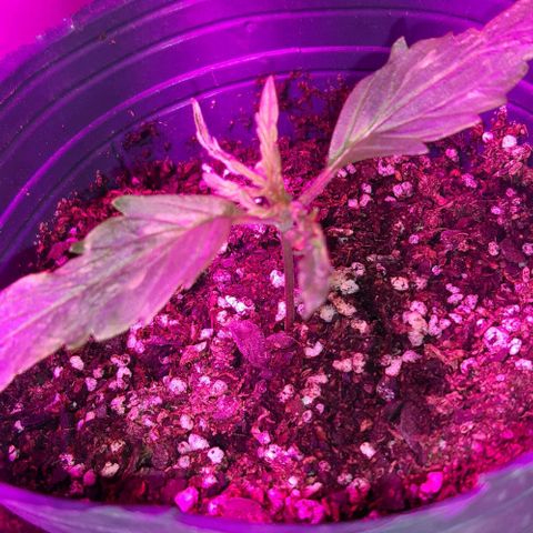 Ak-47  growlog timeline photo
