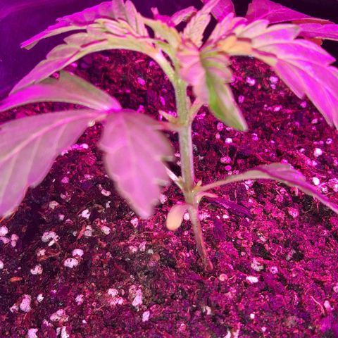 Rainbows growlog timeline photo