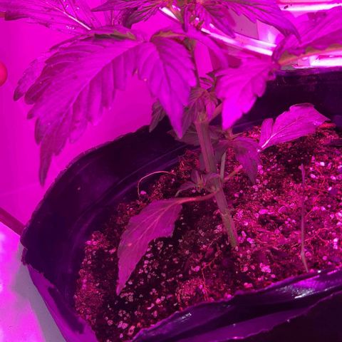 Moby 1 growlog photo: Moby dic