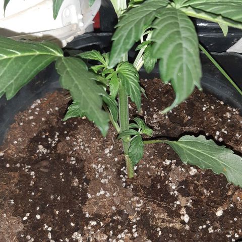 Moby 1 growlog timeline photo
