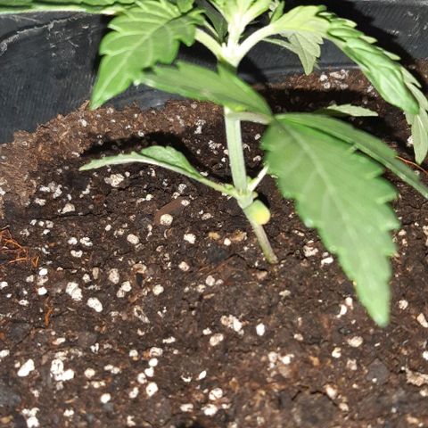Rainbows growlog timeline photo