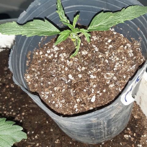 Ak-47  growlog timeline photo