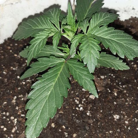Foto de la cronología del growlog de Og kushes