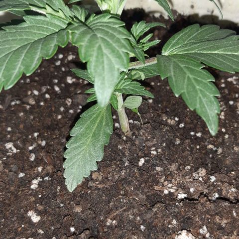 Foto del growlog de Og kushes: Og2