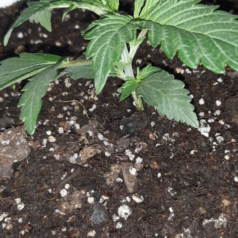 Foto del growlog de Og kushes: Og 3