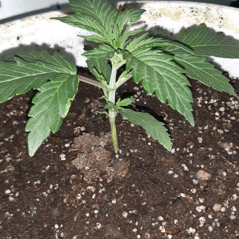 Foto del growlog de Og kushes: Og 4