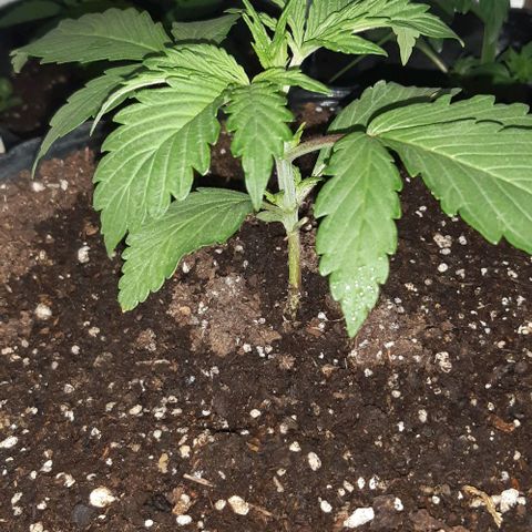 Foto del growlog de Og kushes: Og 5