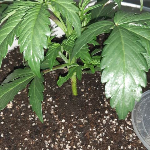 Foto del growlog de Og kushes: Og1 atacada por cochinillas nada grave pero hay q controlar