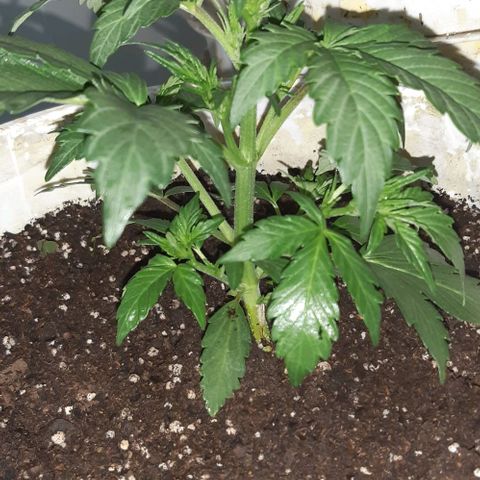 Foto del growlog de Og kushes: Og 2