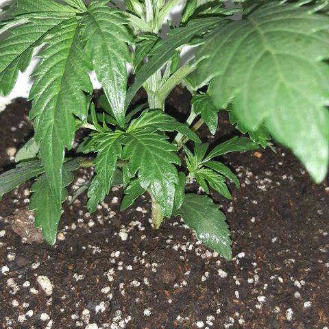 Foto del growlog de Og kushes: Og 3