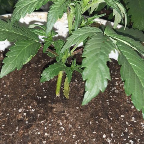 Foto del growlog de Og kushes: Og 4 atacada por chanchitos