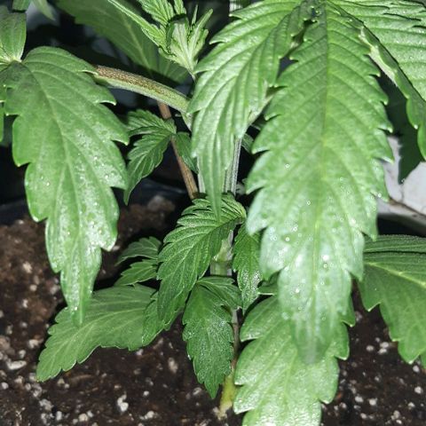 Foto del growlog de Og kushes: Og 5 lendaaa