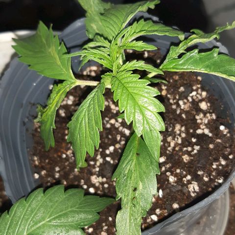 Ak-47  growlog photo: Pobre ak igual no va tan mal pero nose que le pasa