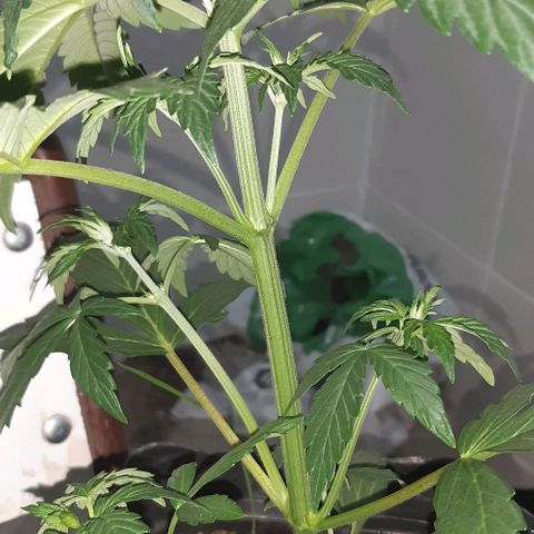 Moby 1 growlog photo: Alavergawey