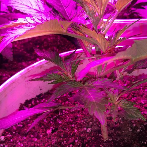 Foto del growlog de Og kushes: Og1