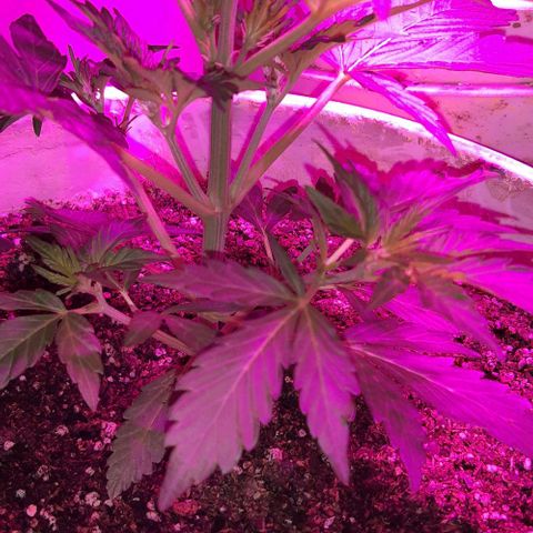Foto del growlog de Og kushes: Og2