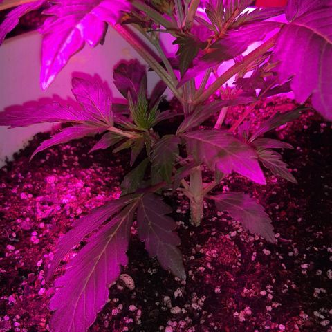 Foto del growlog de Og kushes: Og 3