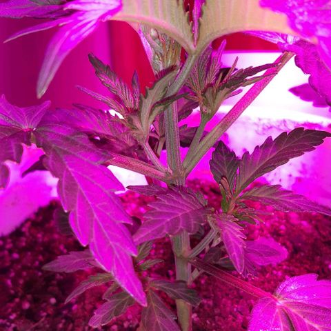 Foto del growlog de Og kushes: Og 4