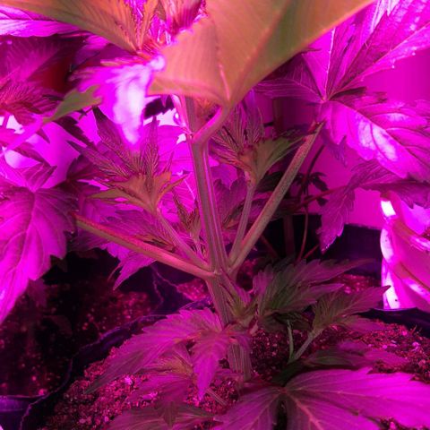 Foto del growlog de Og kushes: Og 5