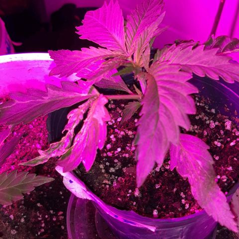Ak-47  growlog timeline photo