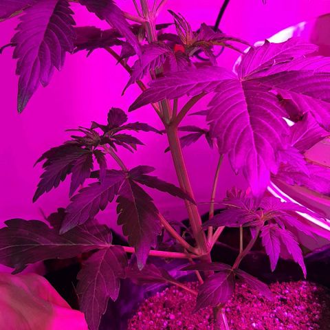 Moby 1 growlog timeline photo