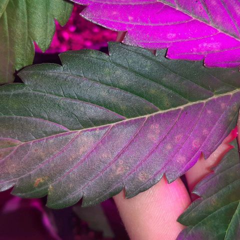 Moby 1 growlog photo: Manchas naranjas en las hojas grandes