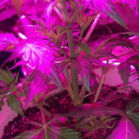 Foto del growlog de Og kushes: Og1