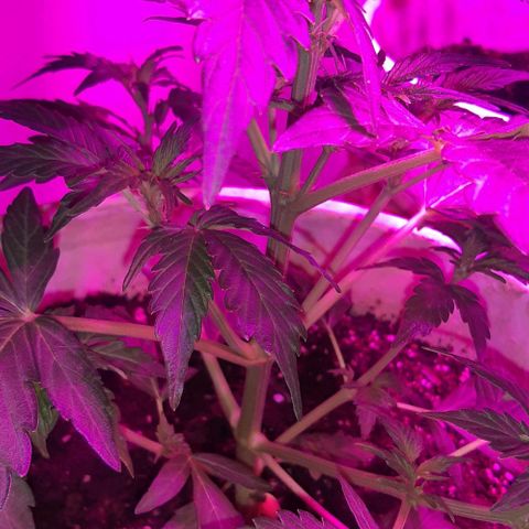Foto del growlog de Og kushes: Og 2