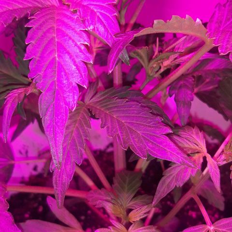 Foto del growlog de Og kushes: Og 3 con manchitas narnjas