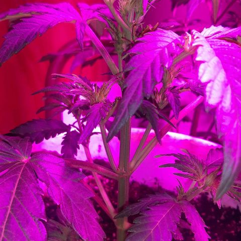 Foto del growlog de Og kushes: Og4