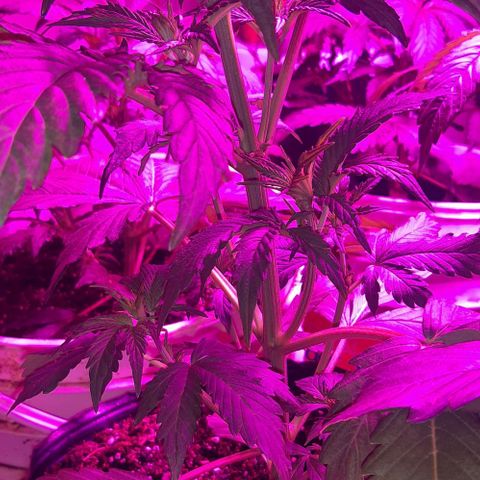 Foto del growlog de Og kushes: Og 5 la mas grande con manchitas naranjas tmb