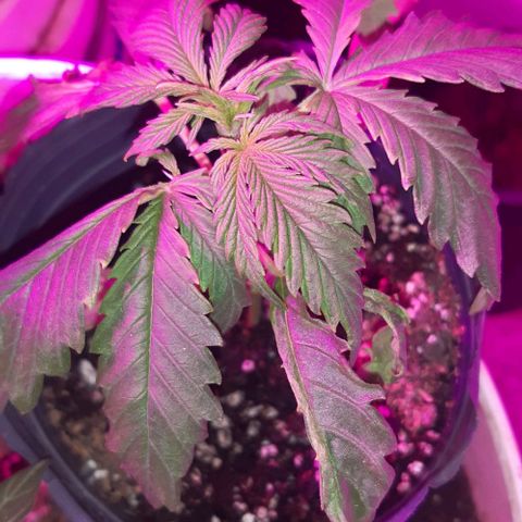 Ak-47  growlog photo: Se precisa transplanteee
