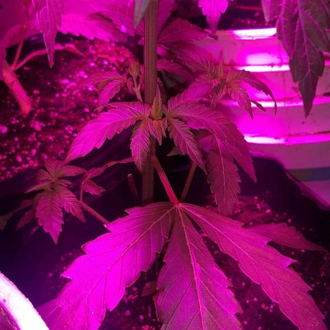 Rainbows growlog photo: Linda la nena la reubicamos al medio del indoor