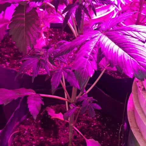 Moby 1 growlog photo: La moby linda pero con manchitas reubicada en lugar de la rainbow 