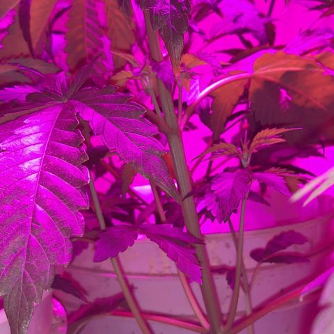 Rainbows growlog timeline photo