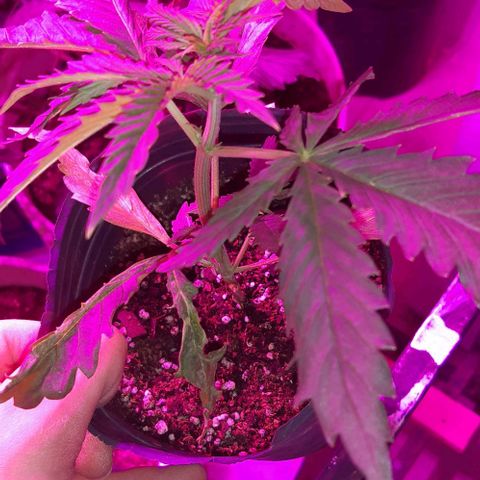 Ak-47  growlog timeline photo