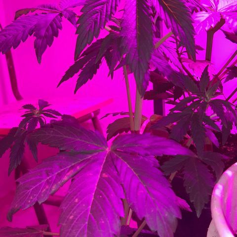 Moby 1 growlog timeline photo