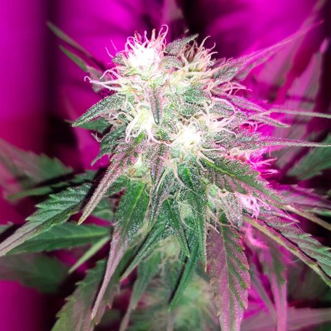 Foto de la cronología del growlog de Og kushes