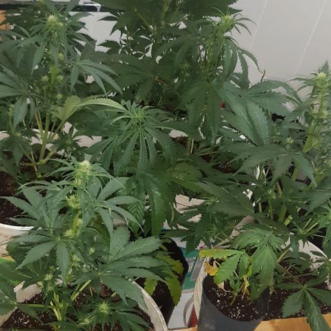 Foto de la cronología del growlog de Og kushes