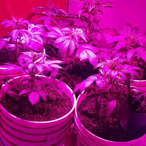 Foto de la cronología del growlog de Og kushes