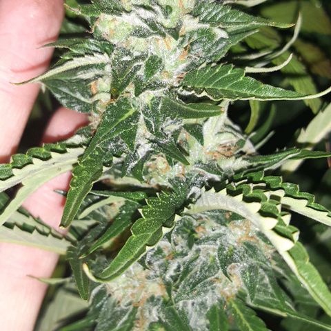 Foto de la cronología del growlog de Og kushes