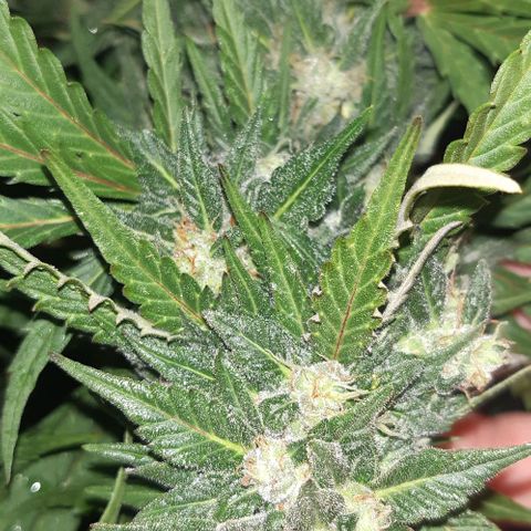 Foto de la cronología del growlog de Og kushes