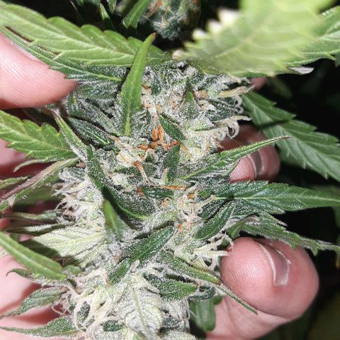Foto de la cronología del growlog de Og kushes