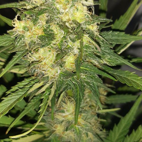 Foto de la cronología del growlog de Og kushes