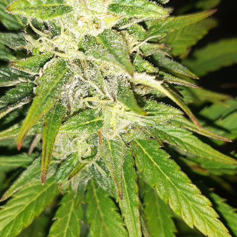 Foto de la cronología del growlog de Og kushes