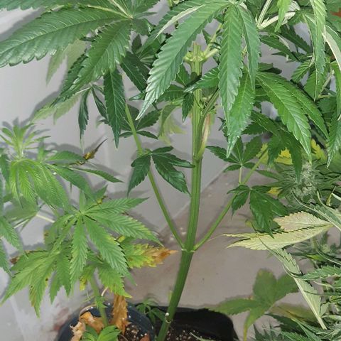 Rainbows growlog timeline photo