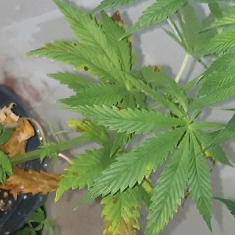 Ak-47  growlog timeline photo